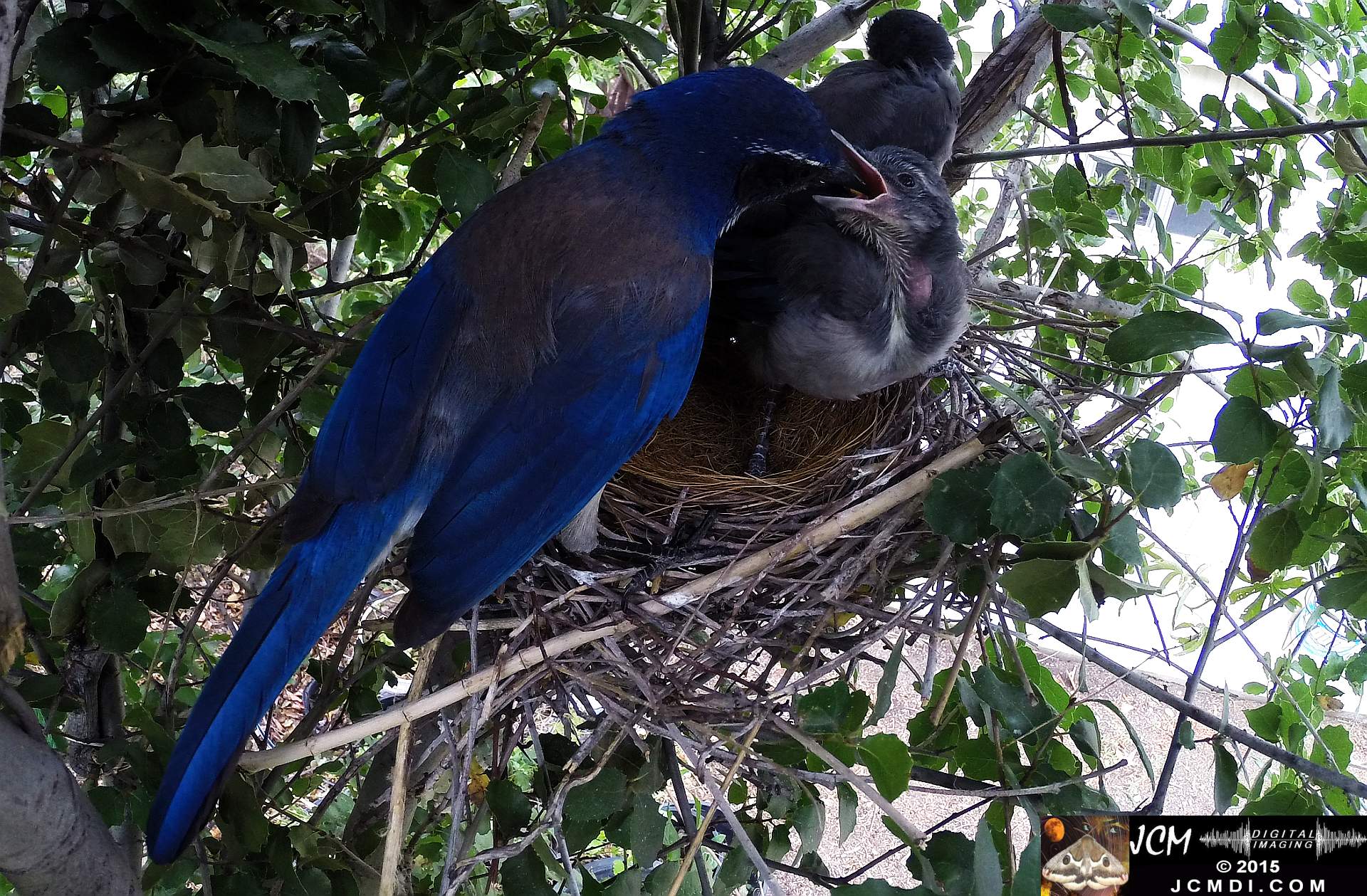 Scrub Jay Documentary feeding